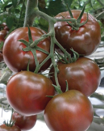 Томат Шоко Биг F1 (Adama) 5 шт. цв.п