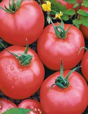 Томат Лотос (УД) 20 шт. цв.п.