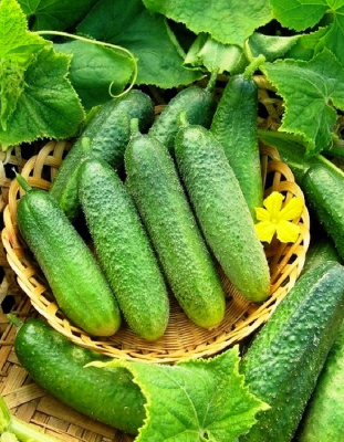 Огурец Твиги - корнишон F1 (УД) 10 шт цв.п