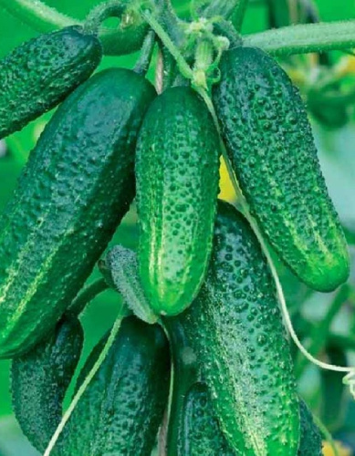 Огурец-корнишон Сибирская гирлянда F1 (УД) 5 шт цв.п