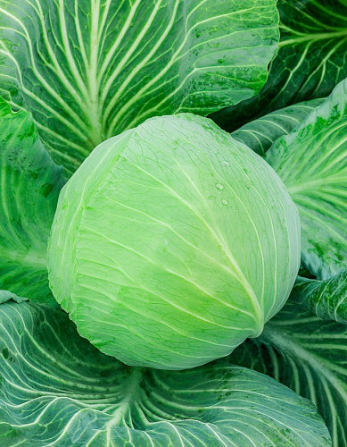 Капуста белокочанная Новатор F1 10 шт. ц.п.