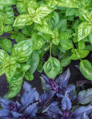 Базилик овощной Восточные сказки 0,3 гр цв.п.