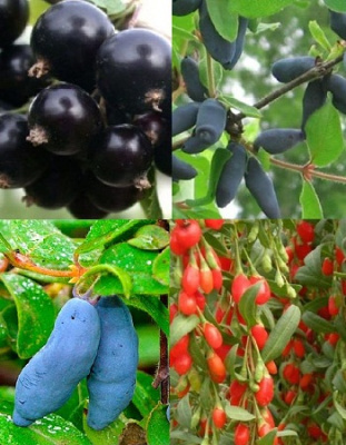 Набор "Витаминно-ягодная эстафета" 5 саженцев