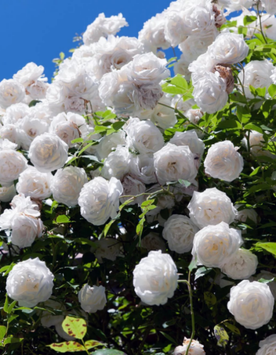 Роза плетистая Айсберг 1 шт