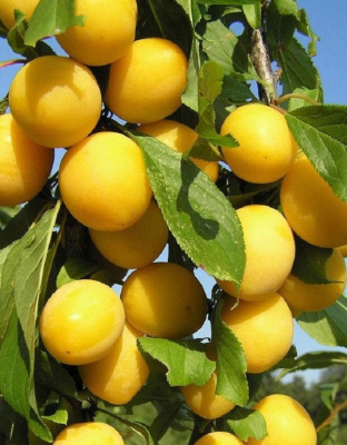 Алыча Мара (Prunus Mara) 1 шт