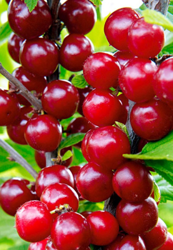 Вишня войлочная Натали 1 шт