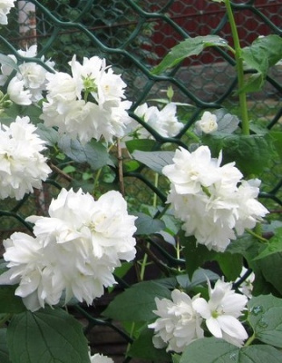 Чубушник Казбек 1 шт Р9