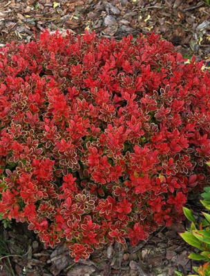 Барбарис Тунберга Адмирейшн 1 шт Р9