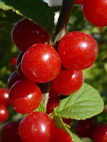 Вишня войлочная Царевна 1 шт