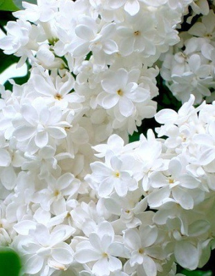 Сирень Лебедушка 1 шт Р9