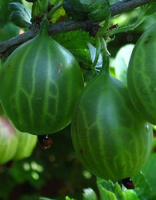 Крыжовник обыкновенный Уральский изумруд 1 шт