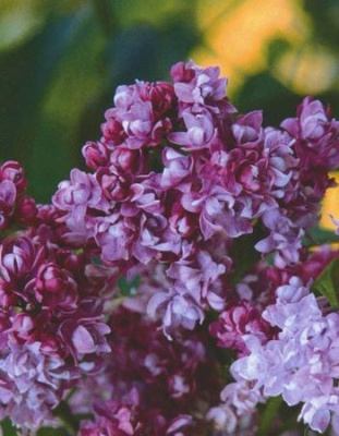 Сирень Колхозница 1 шт Р9