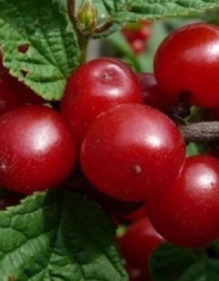 Вишня войлочная Салют 1 шт