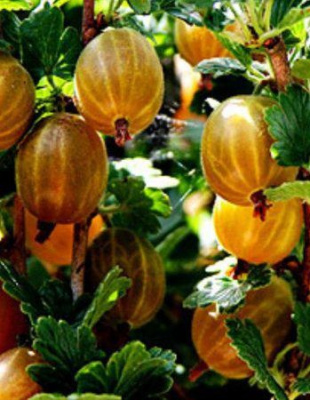 Крыжовник Янтарный 1 шт