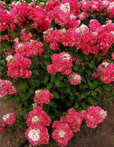 Гортензия метельчатая Мулен Руж 1 шт Р9