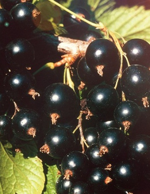 Смородина черная Сокровище 1 шт