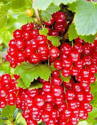 Смородина красная Уральская красавица 1 шт