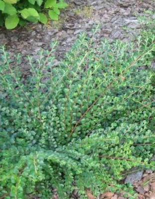 Кизильник горизонтальный 1 шт Р9