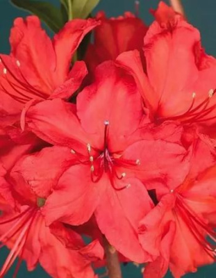 Азалия крупноцветковая Набуко 1 шт Р9