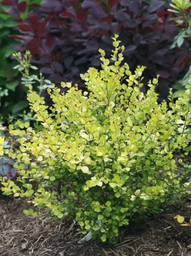 Берёза карликовая На-на 1 шт Р9