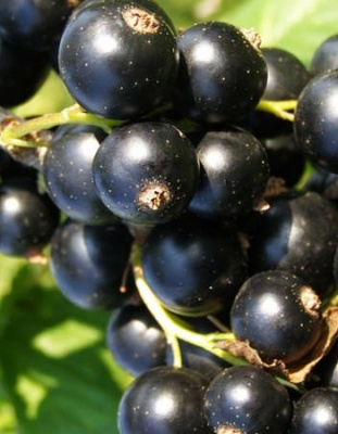 Смородина черная Глариоза 1 шт