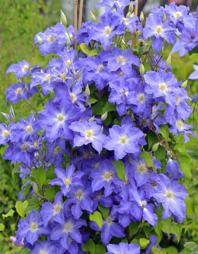 Клематис Стефан Франчак 1 шт Р9