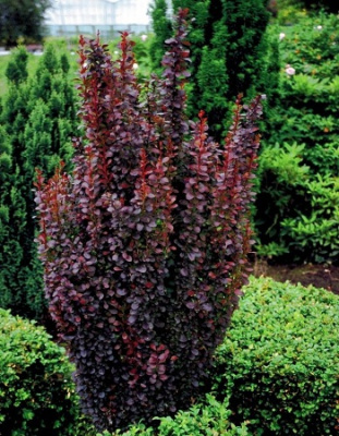 Барбарис Тунберга Ред Пиллар 1 шт Р9