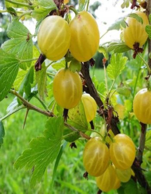 Крыжовник Алтайский номерной 1 шт