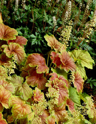 Гейхера Дельта Дон 1 шт Р9