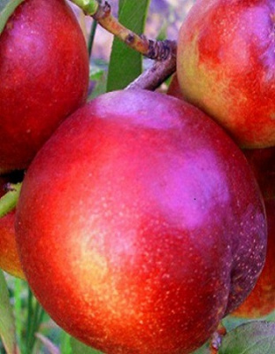 Нектарин Скиф 1 шт