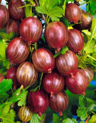 Крыжовник Арлекин 1 шт