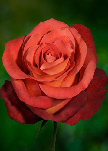 Роза чайно-гибридная Кофе Брейк 1 шт