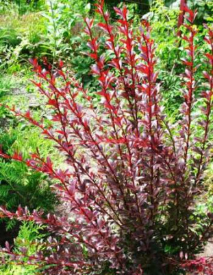 Барбарис Ред Чиф 1 шт Р9