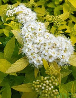 Спирея Вайт Голд 1 шт Р9