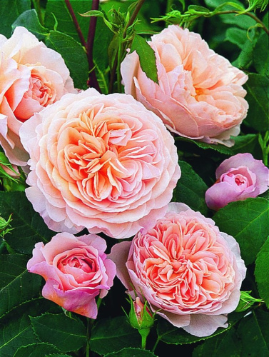 Роза английская Уильям Моррис 1 шт