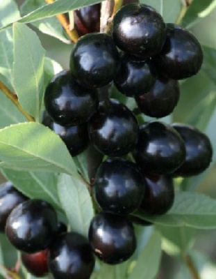 Сливово-вишневый гибрид Акварель 1 шт