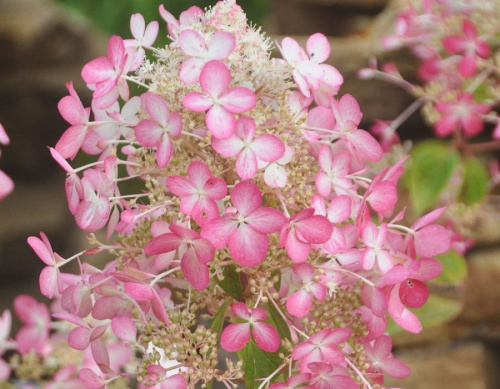 Гортензия метельчатая Энджелс Блаш 1 шт Р9