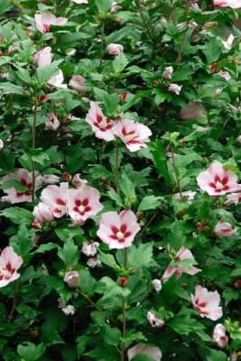 Гибискус Хамабо 1 шт Р9