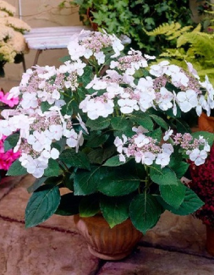 Гортензия крупнолистная Либелле 1 шт Р9