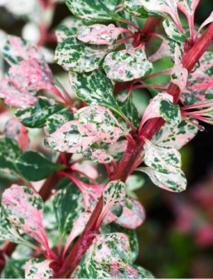 Барбарис Старбест 1 шт Р9