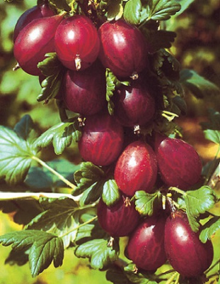 Крыжовник Хиннонмаки рот 1 шт