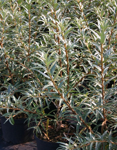 Облепиха крушиновидная Полмикс (мужской сорт) 1 шт