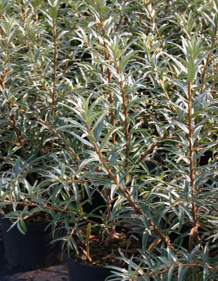 Облепиха крушиновидная Полмикс (мужской сорт) 1 шт