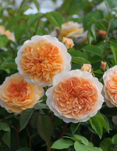 Роза плетистая Априкот Скай 1 шт