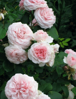 Роза флорибунда Чистая Мария 1 шт