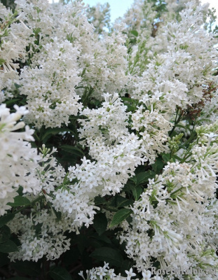 Сирень Агнесс Смит 1 шт Р9