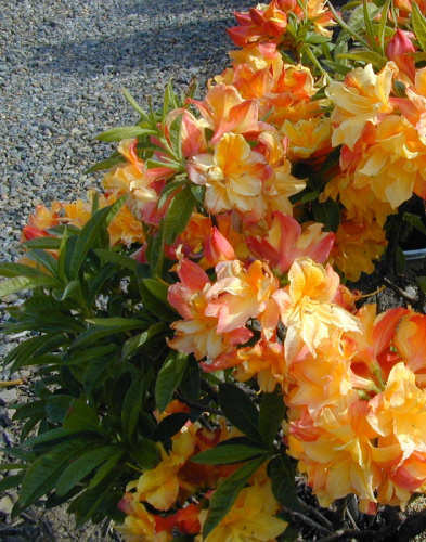 Азалия крупноцветковая Клондайк 1 шт Р9