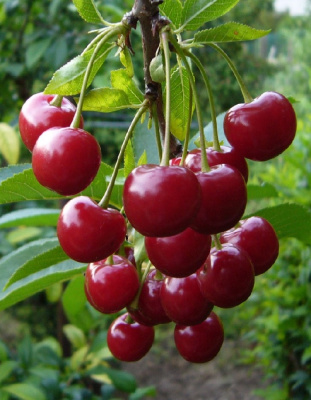 Вишня Лебедянская 1 шт