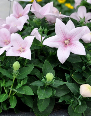 Платикодон крупноцветковый Астра Пинк 1 шт Р9