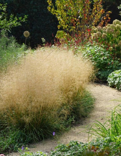 Луговик дернистый (щучка) Голдшлеер 1 шт Р9